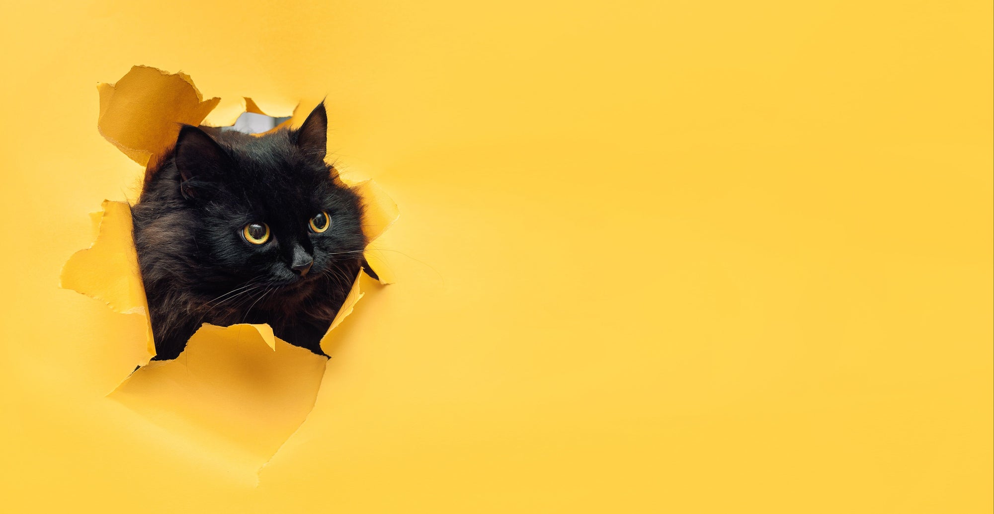 Black cat peeking through a torn yellow paper hole on a yellow background